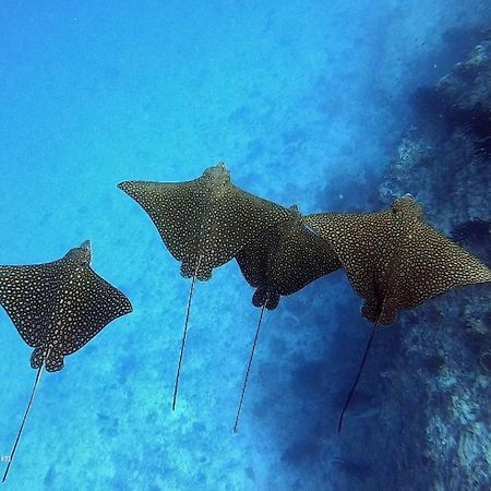 White Sand Dhigurah Dhigurah  Zewnętrze zdjęcie